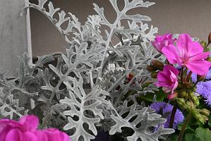 2025-06098863 Pointe Rok Neighborhood, MA